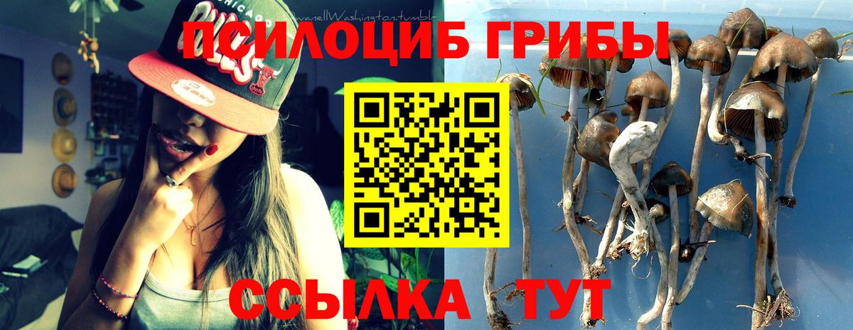 Новошахтинск  Галлюциногенные грибы Psilocybe  Вход с VPN 